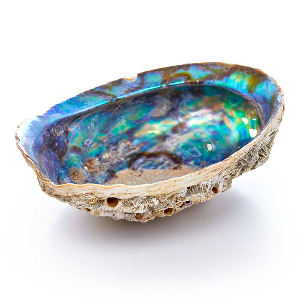 Earths Elements Wellness Lifestyle Inc - Abalone Shell Pure Blue from Mexico 1dz/12pcs
